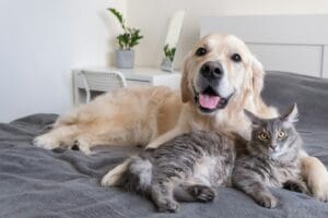 Cat and dog in a home care setting