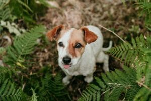 Dog outdoors before cleaning paws