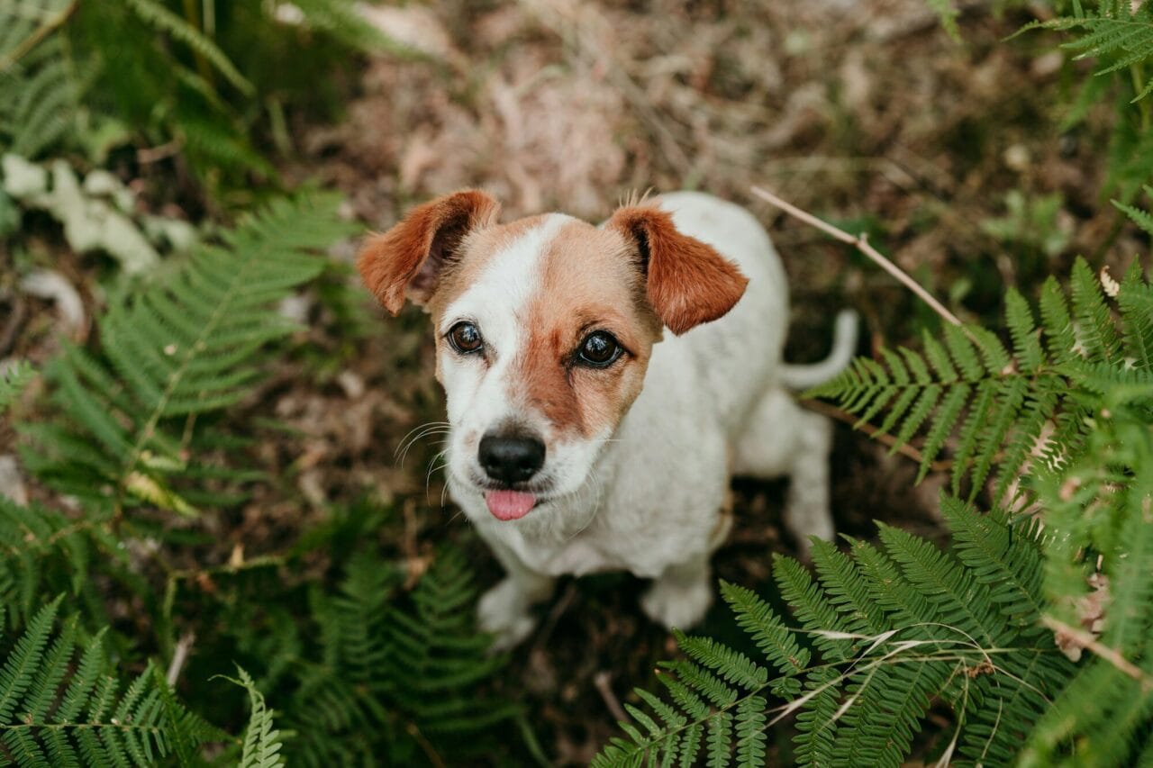 How to Choose Pet Care Products for Daily Care