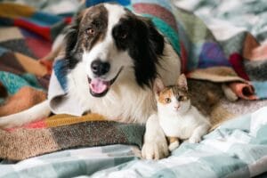 Cat and dog resting in a clean home