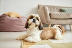 Clean dog at home after a grooming routine