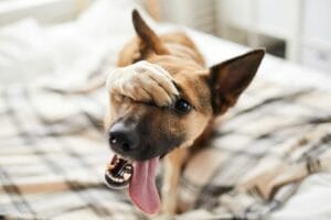 Dog on a clean bed
