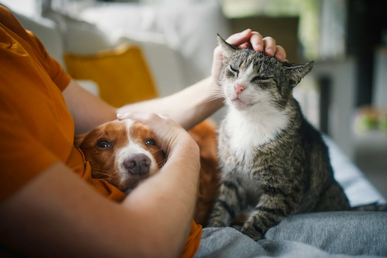 Pet Skin Care Products for Sensitive Areas